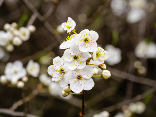 White beautiful flowers on a blooming tree branch, blurred background