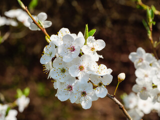 Beautiful flowering tree branch with white flowers close-up, blurred background