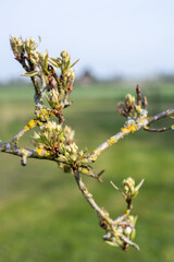 Close up of buds on a pear tree at green cluster growth stage