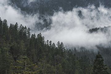 Paisaje boscoso con niebla entre los pinos. Pinos en la montaña. Bosque montañoso