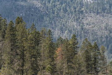 Paisaje de pinos en un día despejado. Pinos en la montaña