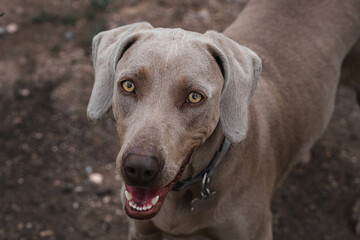 Retrato de perro Weimaraner. Weimaraner adulto 