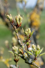 Close up of buds on a pear tree at green cluster growth stage