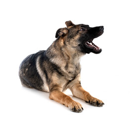 young german shepherd