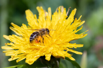 bee collecting honey honeybee carnica yellow 