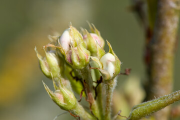 Close up of buds on a pear tree at green cluster growth stage