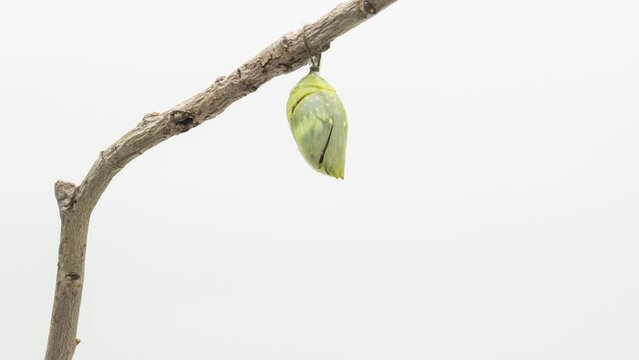 Development and transformation stages of Butterfly Morpho hatching out of pupa to butterfly. Isolated on white background.