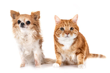 Obraz premium ginger cat and chihuahua in studio