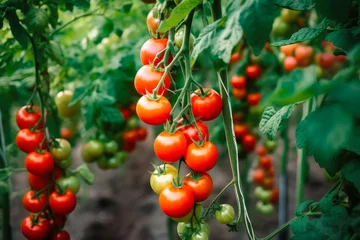 Fotobehang Ripe cherry tomato plants growing in greenhouse. Fresh bunch of red natural tomatoes in organic vegetable garden. Generative AI. © julijadmi
