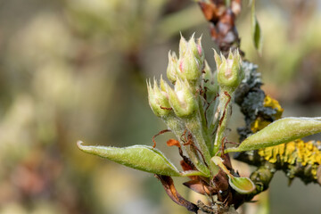Close up of buds on a pear tree at green cluster growth stage
