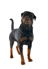 Obraz premium rottweiler in studio