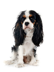 cavalier king charles