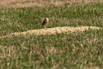 Burrowing owl (Athene cunicularia) at prairie dog hole; Prairie Dog S.P.; Kansas