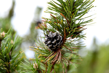 A pine cone on a spruce in a daylight, eco-friendly environment