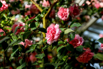 Bright pink Rhododendron flower in a glass house on a sunny day, floral wallpaper