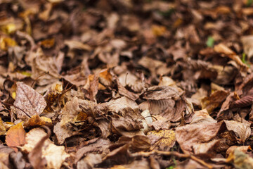 Beatiful autumn leaves background. Fall season. Orange leaves