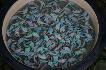 ヒスイカズラの花手水　Jade creeper flower hand-watering