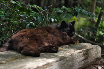 ベンチで休む猫　Cat resting on bench