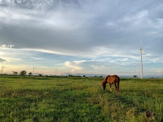 A horse is grazing in a field with a turbine in the background