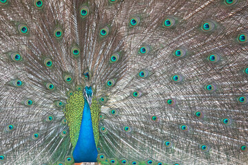 Obraz premium A male peach shows it's beautiful plumage during a mating dance.