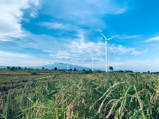 A wind turbine in a field of rice