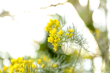 Abstract Gorse flower background, yellow flowers in a day light