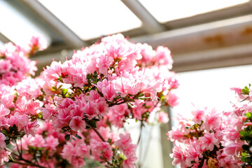 Pink rhododendron flowers in tender sunlight of a glasshouse, floral background