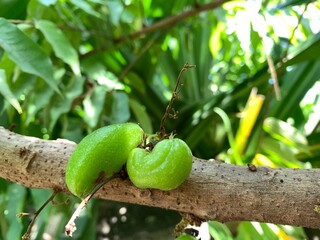 Two green fruits on a branch with green leaves