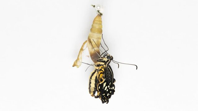 Development and transformation stages of Butterfly Papilio Demoleushatching out of pupa to butterfly. Isolated on white background.