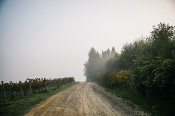 Fototapeta na wymiar Foggy morning in the vineyard in Montepulciano, Tuscany, Italy