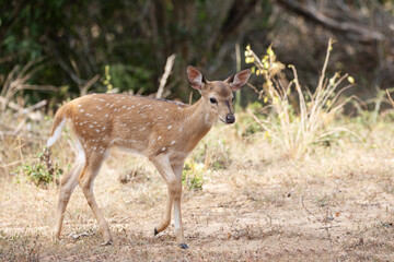 A cute spotted deer doe looks timidly at the camera.