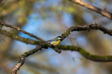 Great tit on a branch in a forest