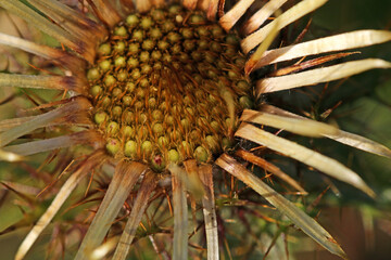 dried thistle flower in winter	