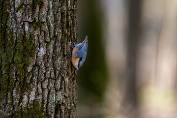 Eurasian nuthatch on a tree in a forest