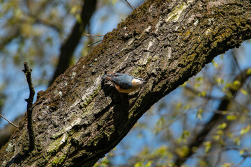 Eurasian nuthatch on a tree in a forest