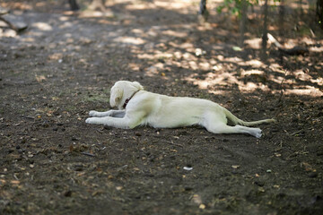 Light golden retriever puppy lies on the ground in the park, blurred background. A puppy of a golden retriever lies on a lawn in a park in summer. a white golden retriever in the park.