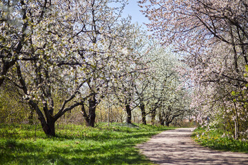 Apple garden with blossom apple trees. Beautiful Countryside spring landscape