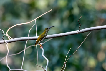 Streaked spiderhunter or Arachnothera magna observed in Rongtong in West Bengal