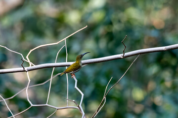 Streaked spiderhunter or Arachnothera magna observed in Rongtong in West Bengal