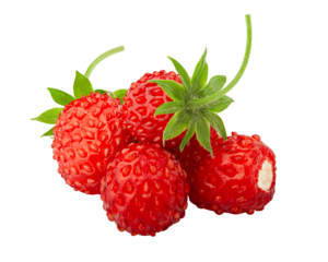 Wild strawberry isolated on white background, full depth of field