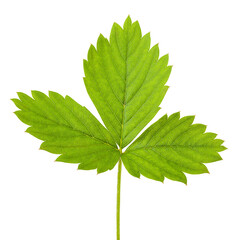 strawberry leaf isolated on white background, full depth of field