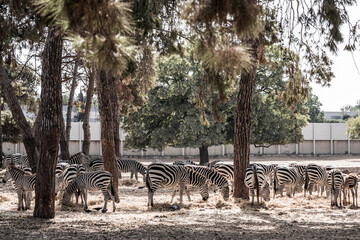 Zebras graze among the trees in the safari park in Ramat Gan in Israel