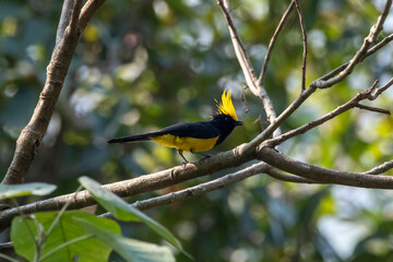 Sultan tit or Melanochlora sultanea observed in Rongtong in West Bengal, India
