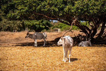 White goats with long horns in a safari park in Ramat Gan in Israel