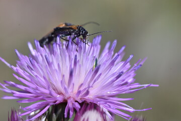 Beettle on a purple thistle flower