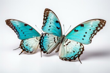 Obraz na płótnie Canvas Three butterflies with turquoise hue, set apart against a plain white backdrop. Generative AI
