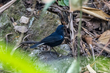 White-tailed robin or Myiomela leucura observed in Rongtong in West Bengal,India
