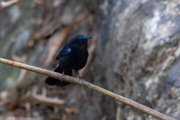 White-tailed robin or Myiomela leucura observed in Rongtong in West Bengal,India