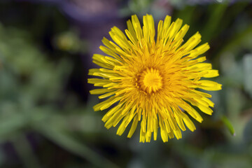 macro close up of yellow dandelion flower Taraxacum officinale plant in March