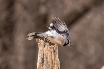 blue jay flying off a post
